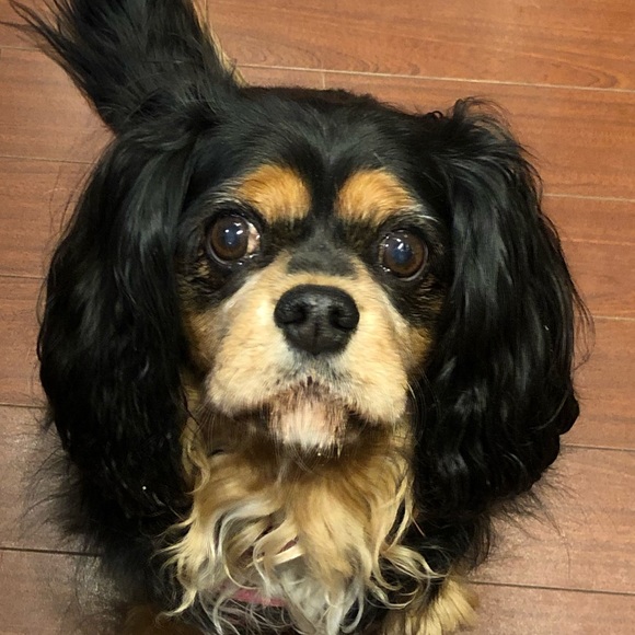 Meet your Posher, Kari - Picture 1 of 1